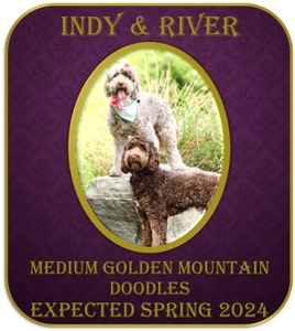 Mini/Medium Golden Mountain Doodles (Indy x River)